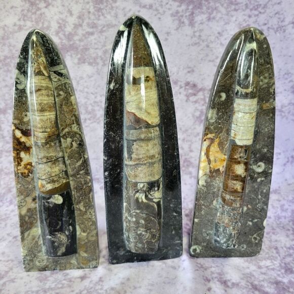 Orthoceras Fossils Self Standing - Picture 1 of 16